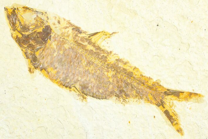 Detailed Fossil Fish (Knightia) - Wyoming #360719